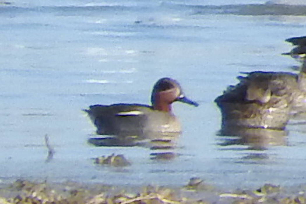 Eurasian Teal