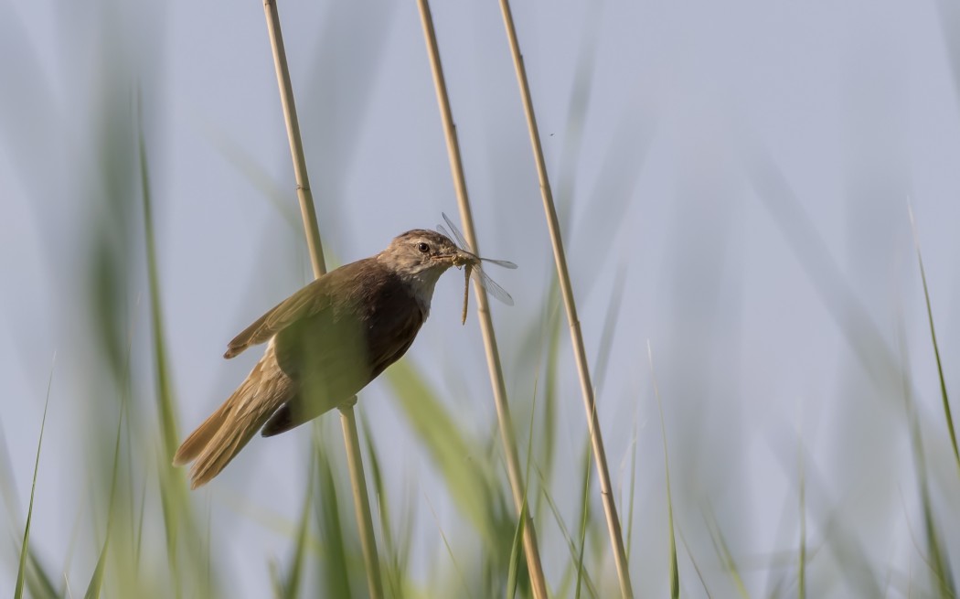 Great Reed Warbler