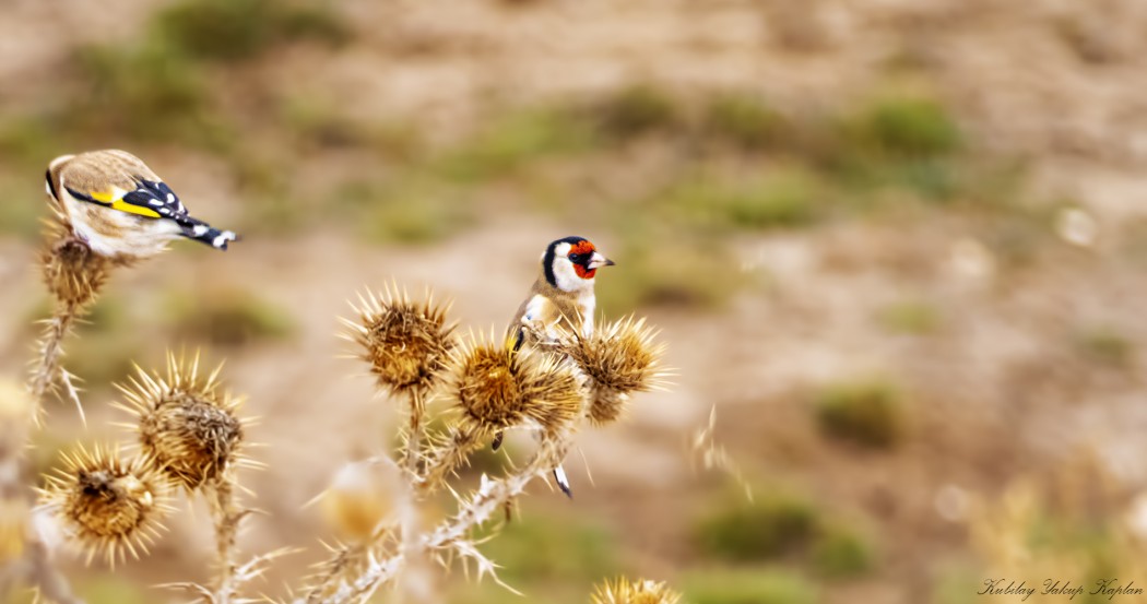 European Goldfinch