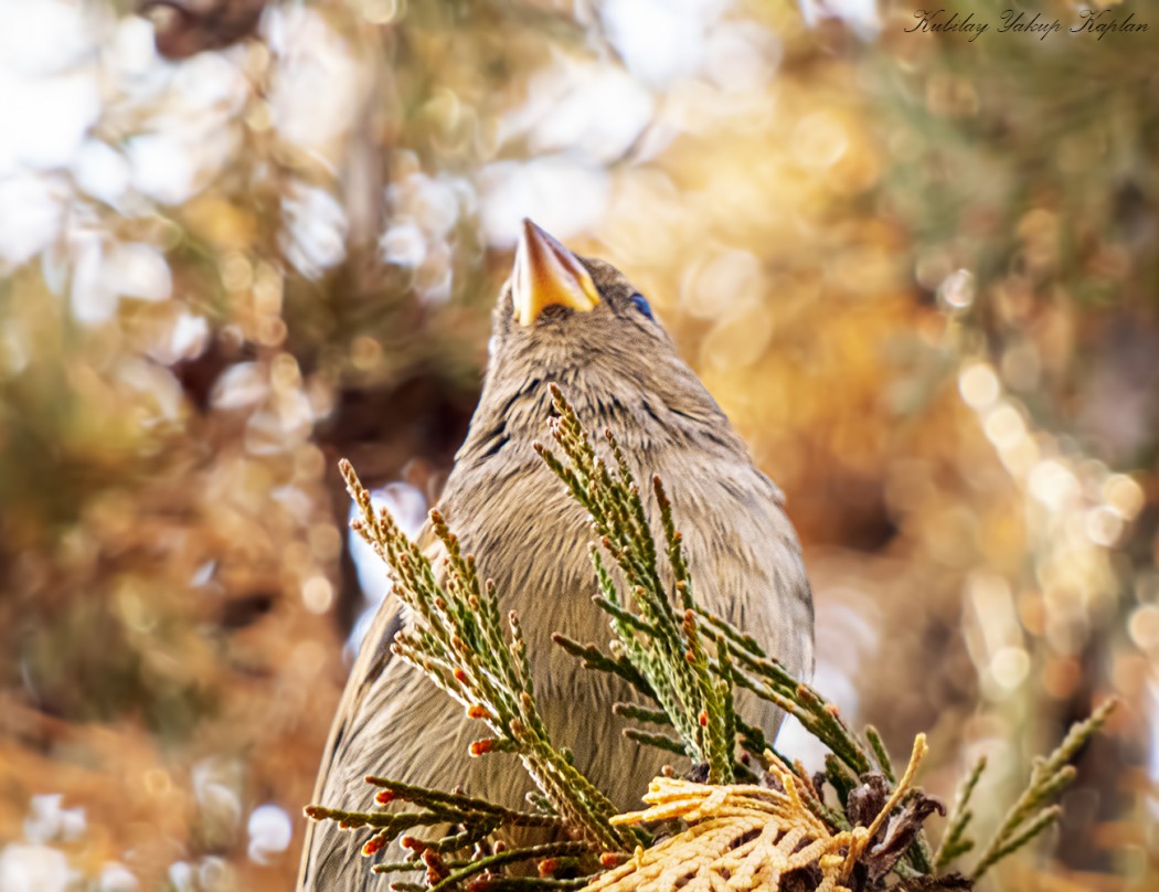 House Sparrow