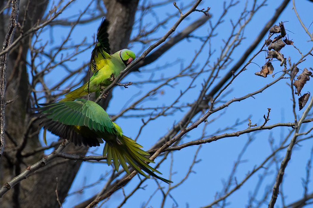 Rose-ringed Parakeet