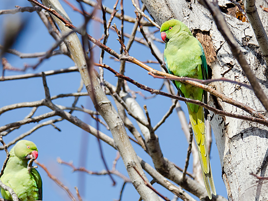 Rose-ringed Parakeet