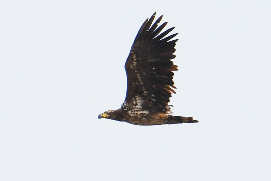 Akkuyruklu Kartal