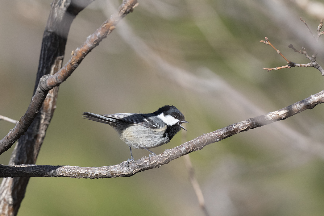 Coal Tit