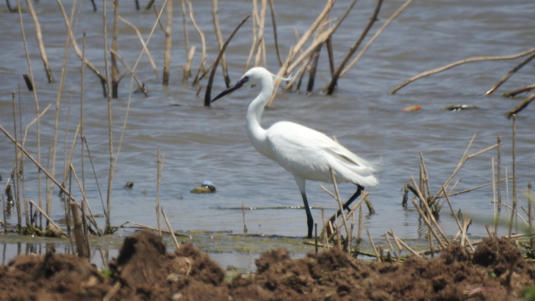Little Egret