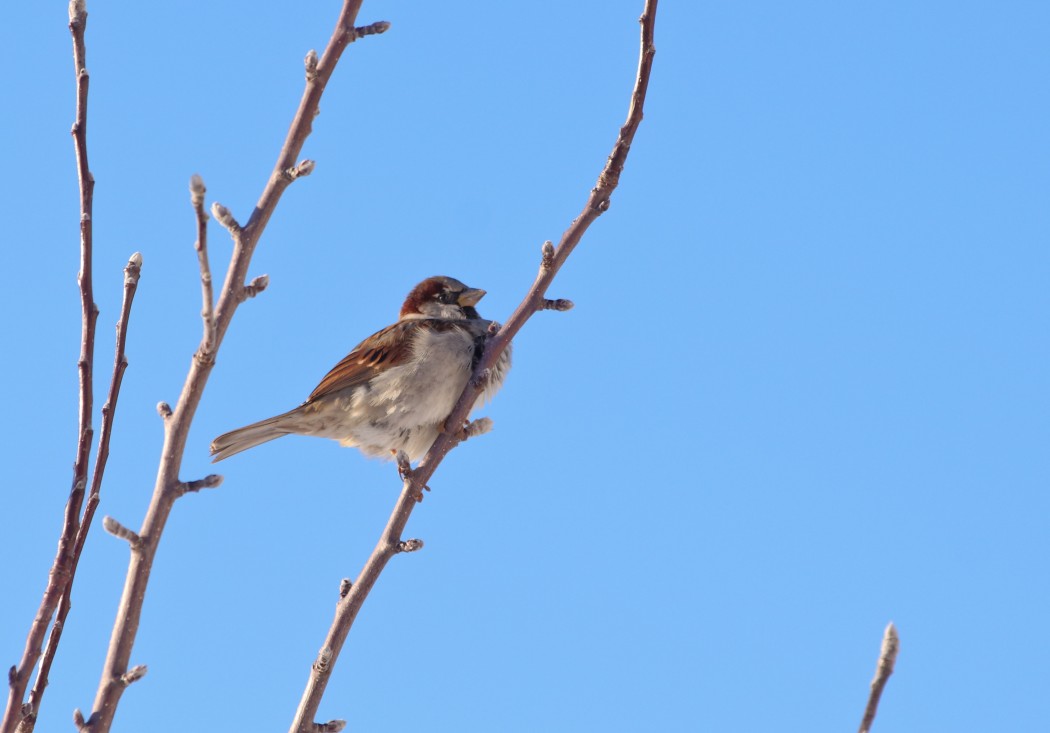 House Sparrow