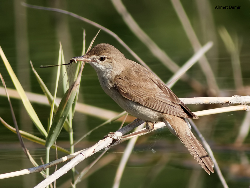 Great Reed Warbler