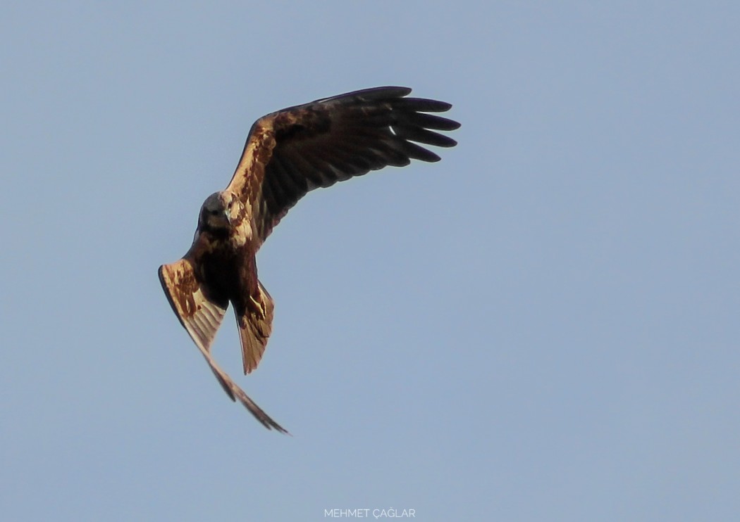Western Marsh Harrier
