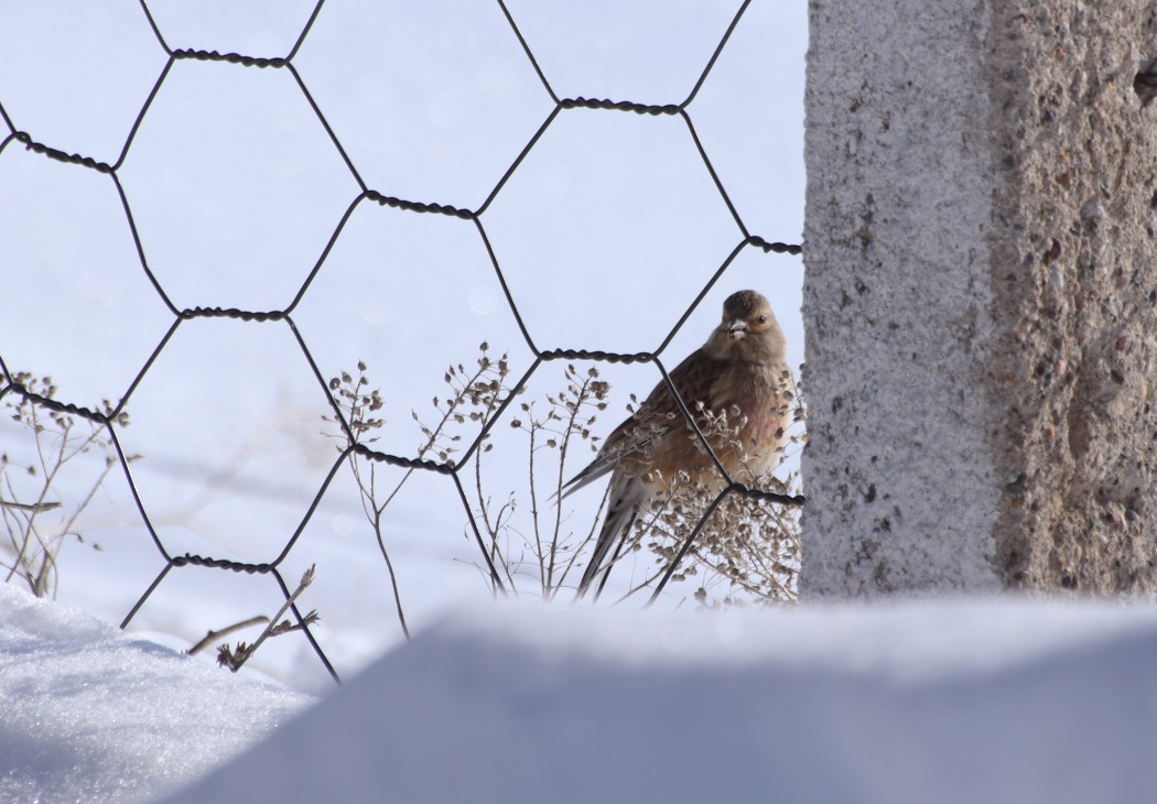 Common Linnet