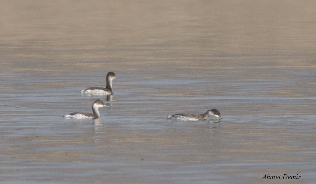 Black-necked Grebe