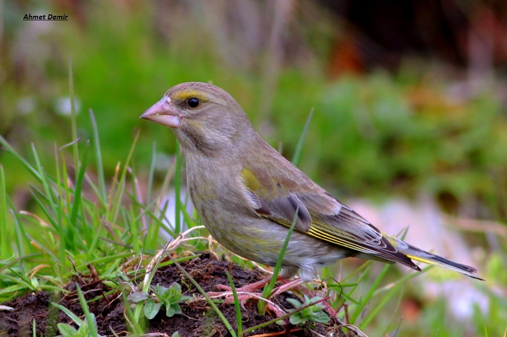 European Greenfinch