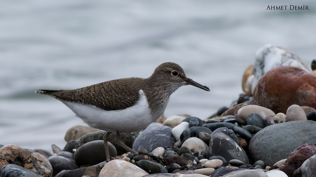 Common Sandpiper