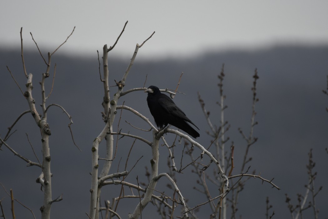 Rook