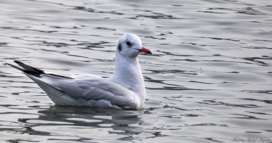 Black-headed Gull