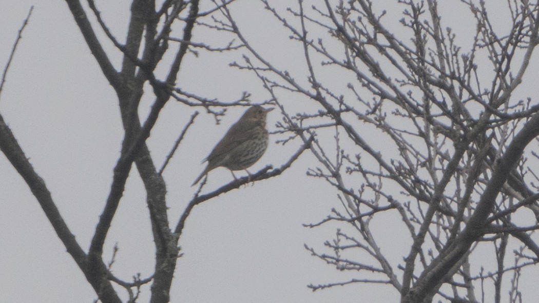 Song Thrush