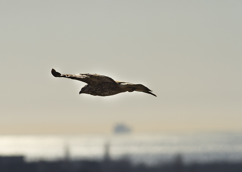 Black Kite