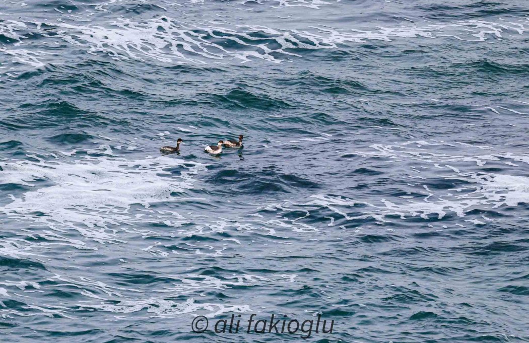 Black-necked Grebe