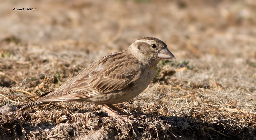 Rock Sparrow
