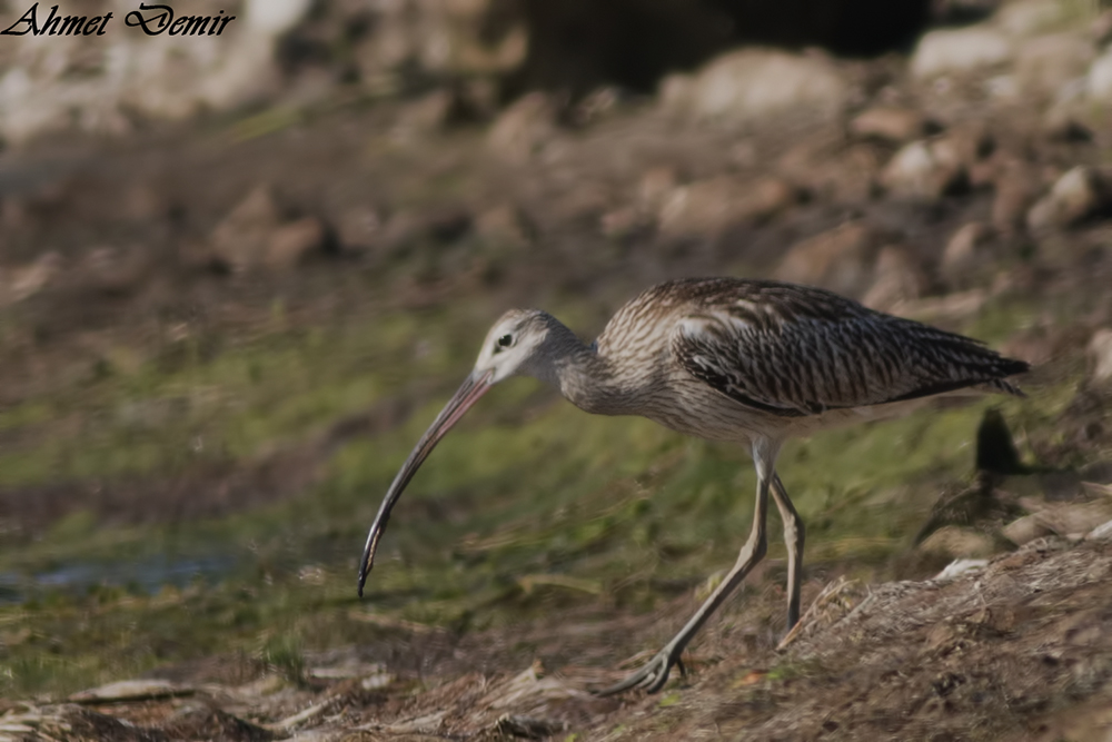 Eurasian Curlew