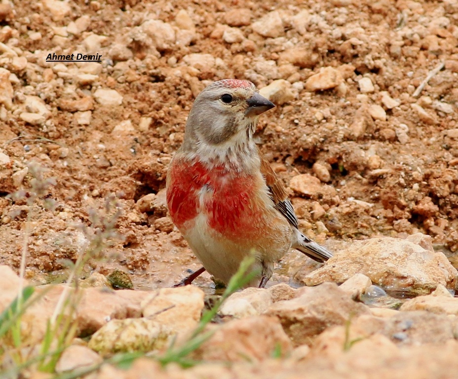 Common Linnet