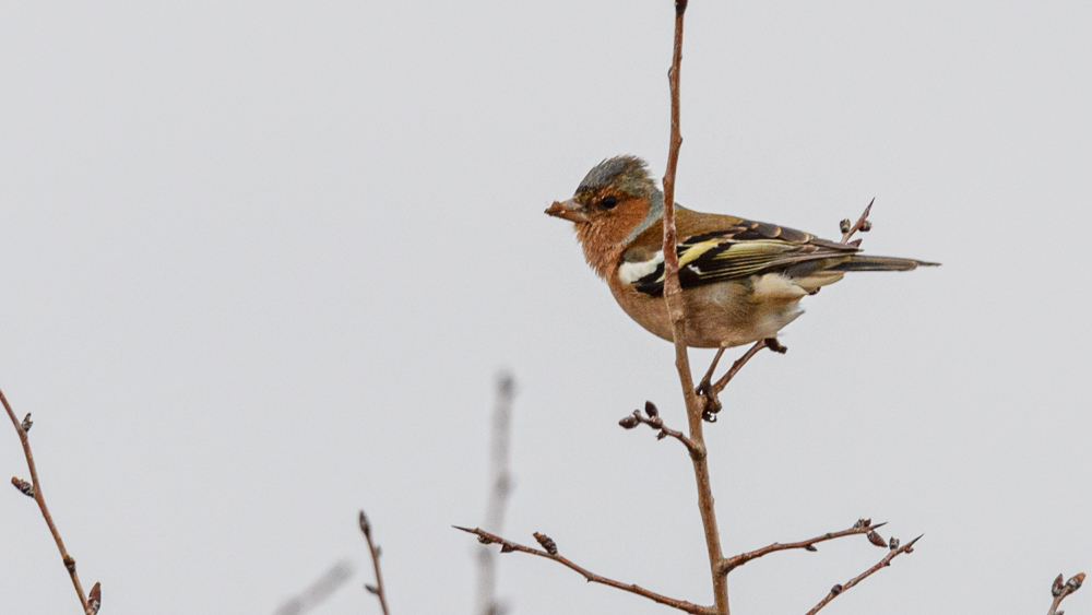Common Chaffinch
