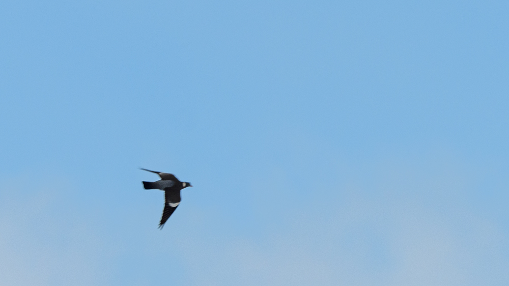 Common Wood Pigeon