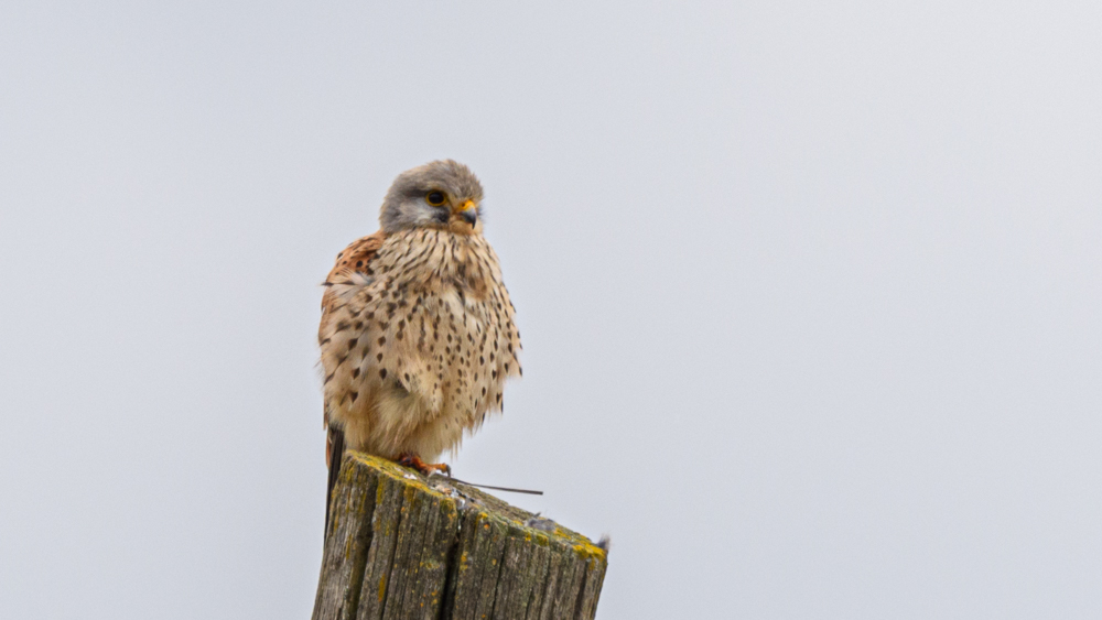 Common Kestrel