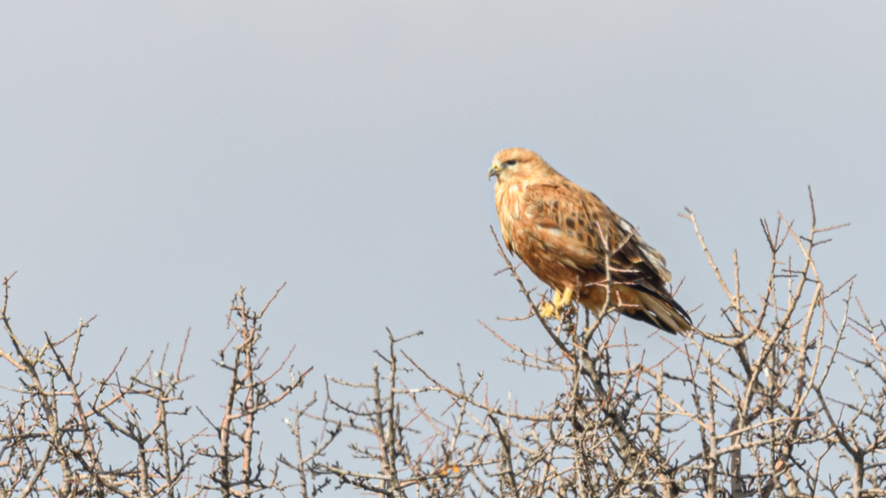 Long-legged Buzzard