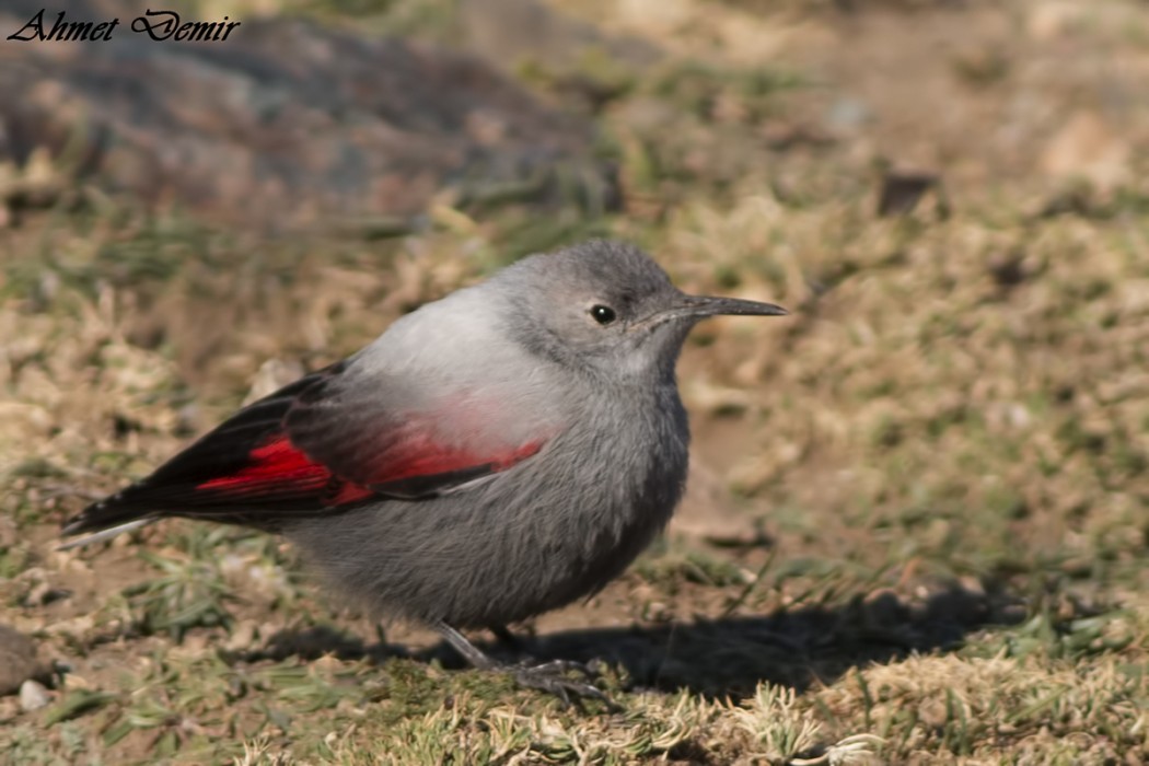 Wallcreeper