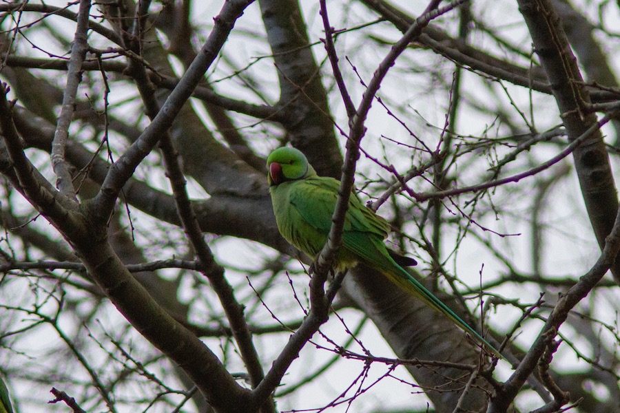 Rose-ringed Parakeet