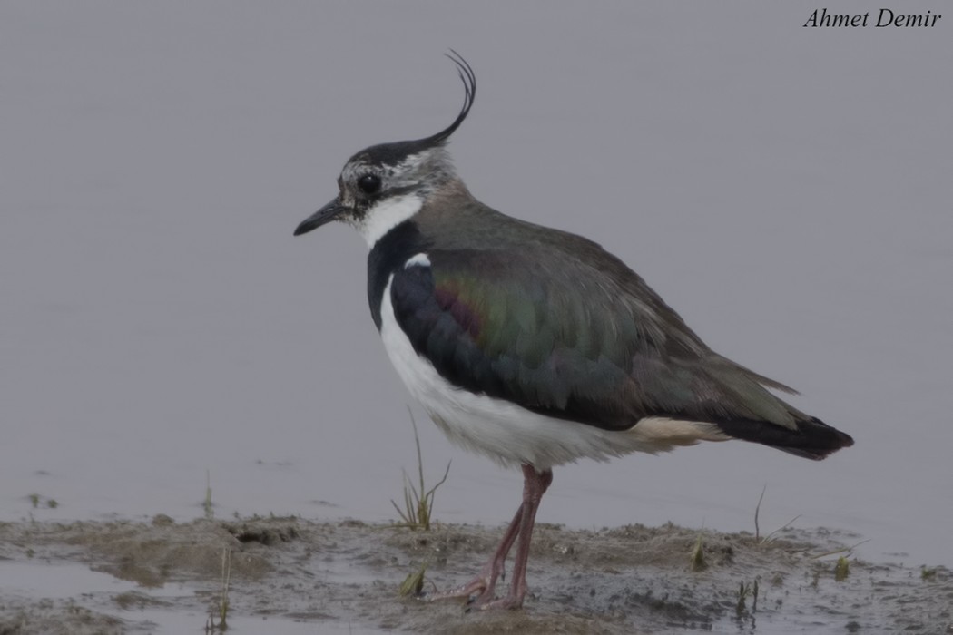 Northern Lapwing