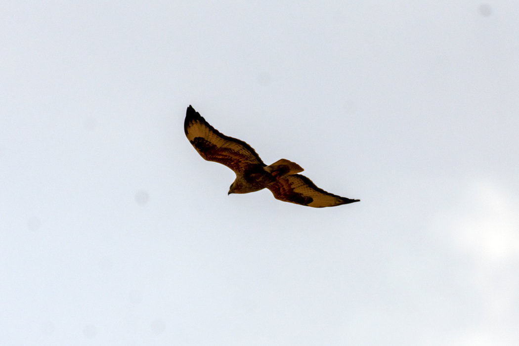 Long-legged Buzzard