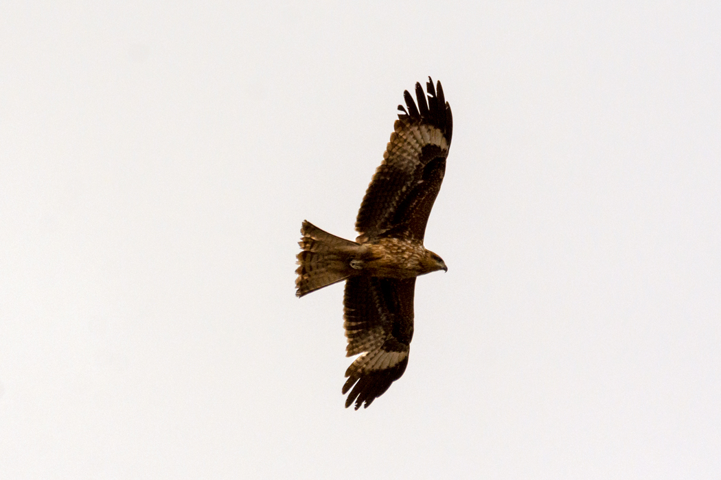 Black Kite