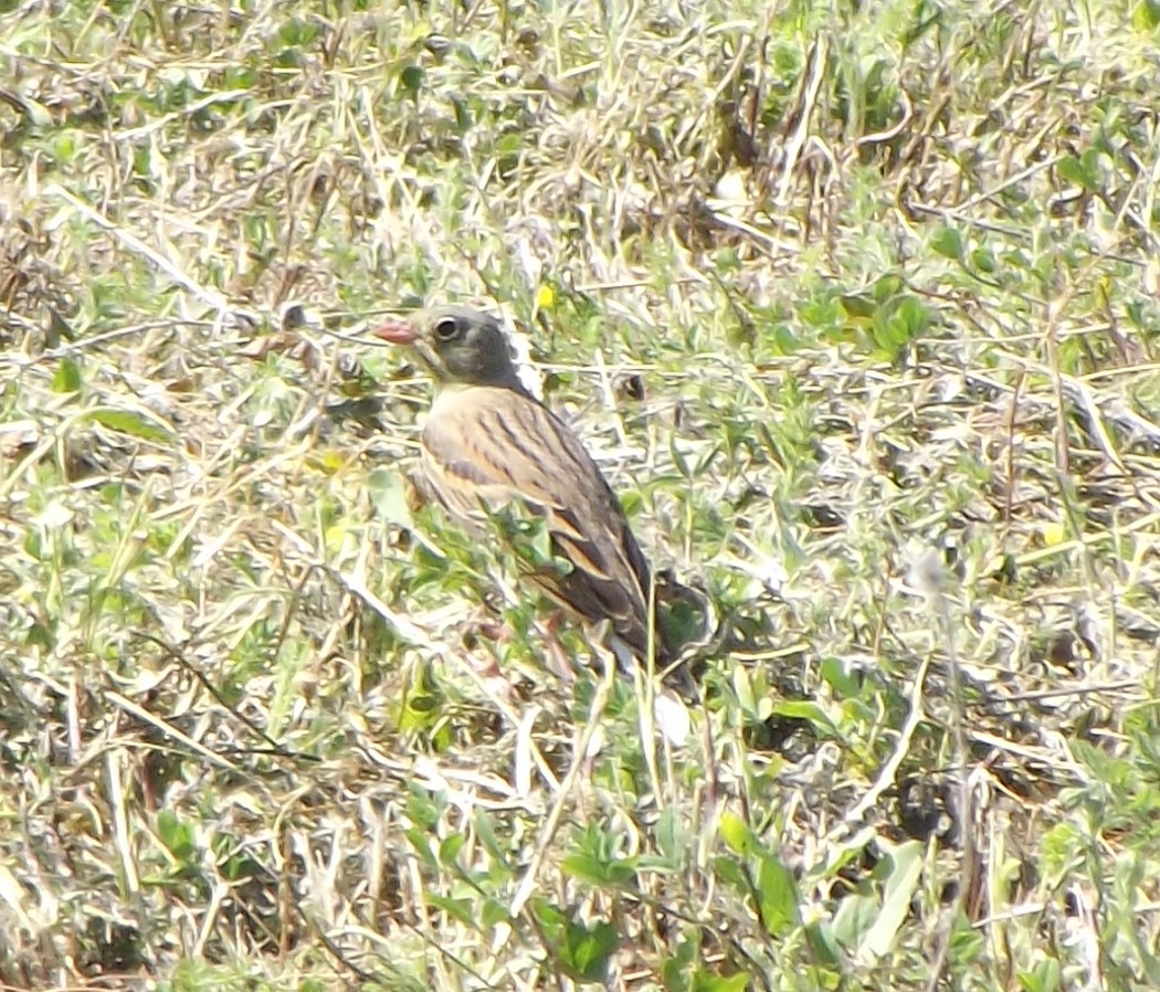 Ortolan Bunting