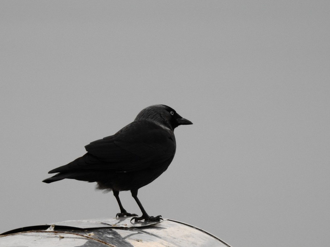 Western Jackdaw