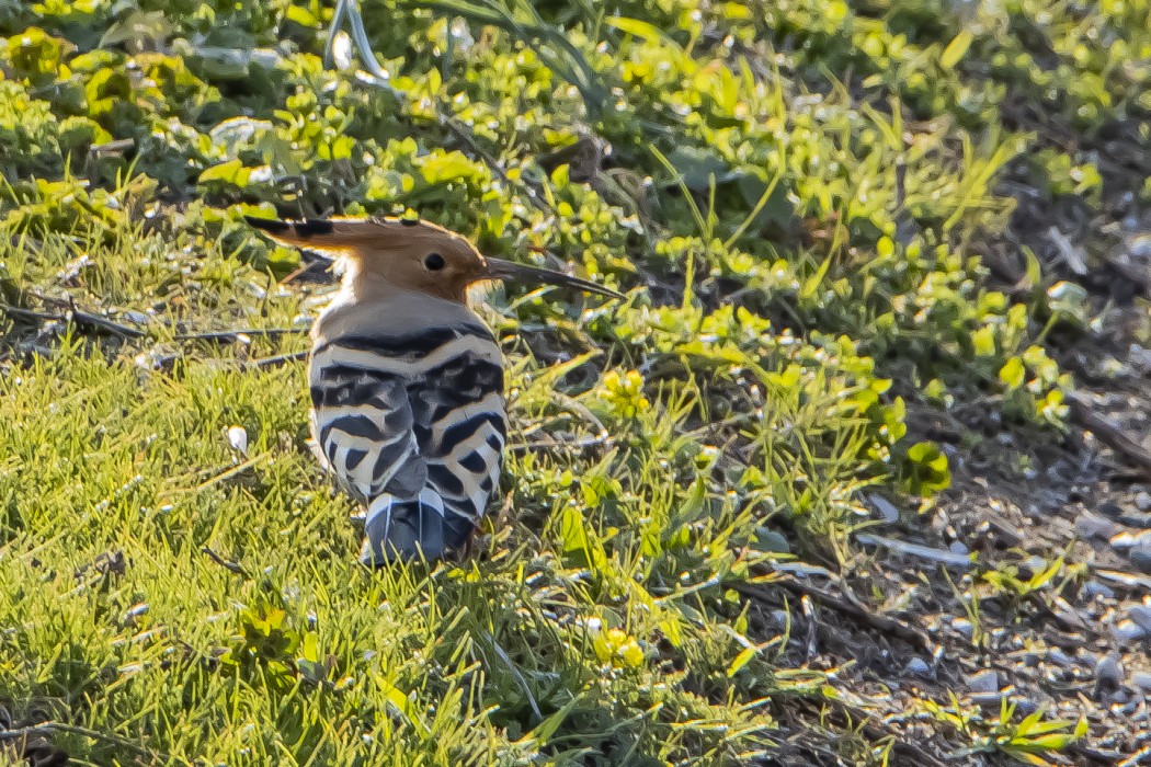 Eurasian Hoopoe