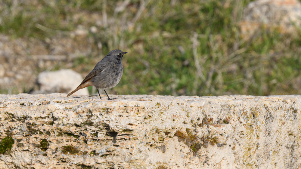 Black Redstart