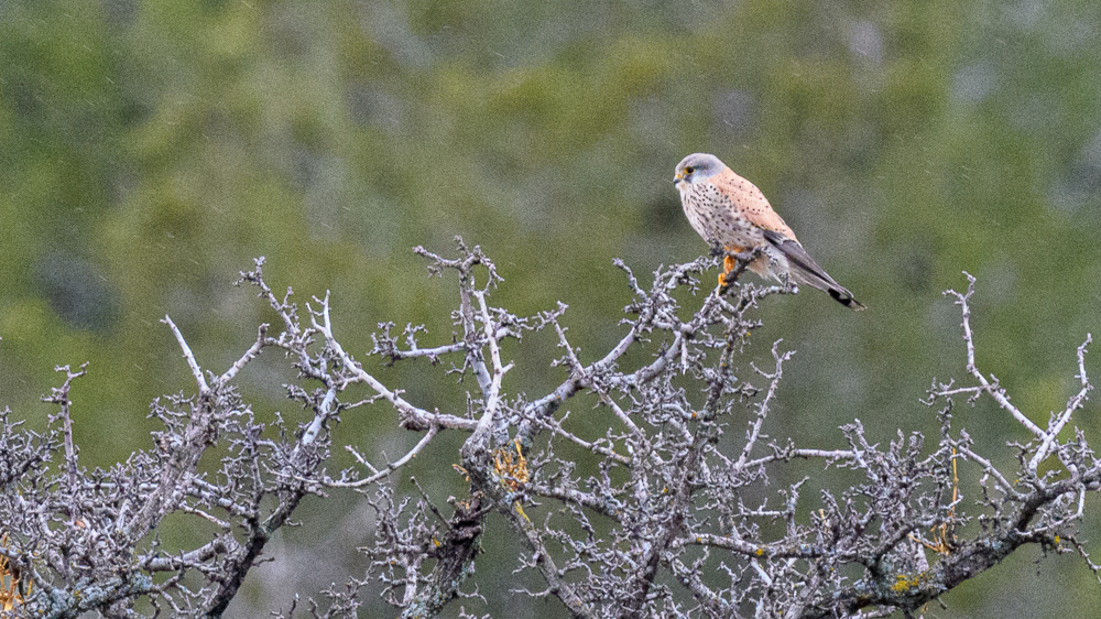 Common Kestrel