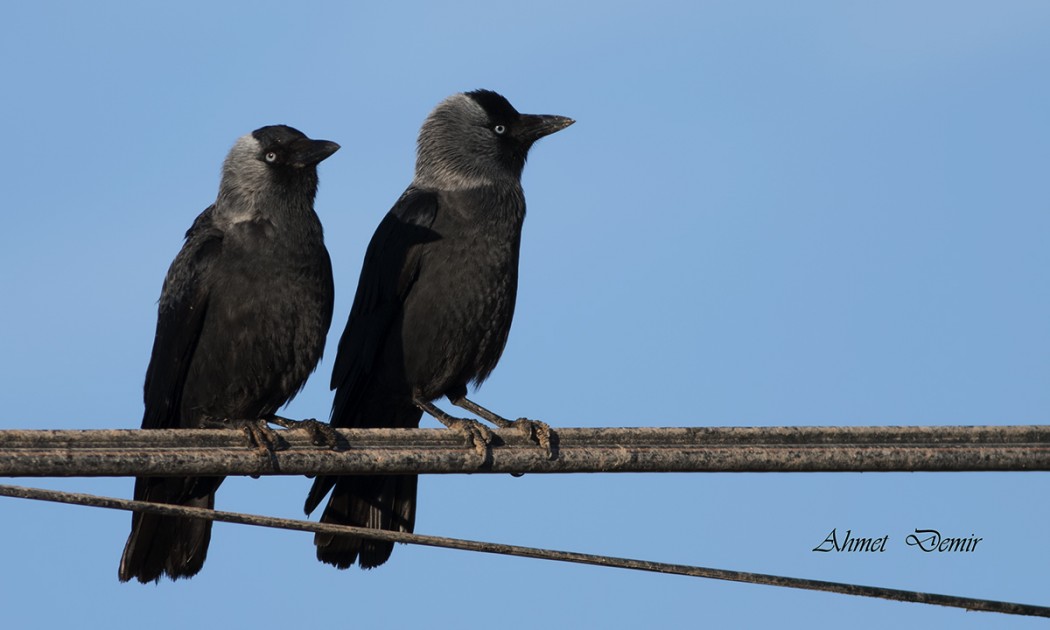 Western Jackdaw