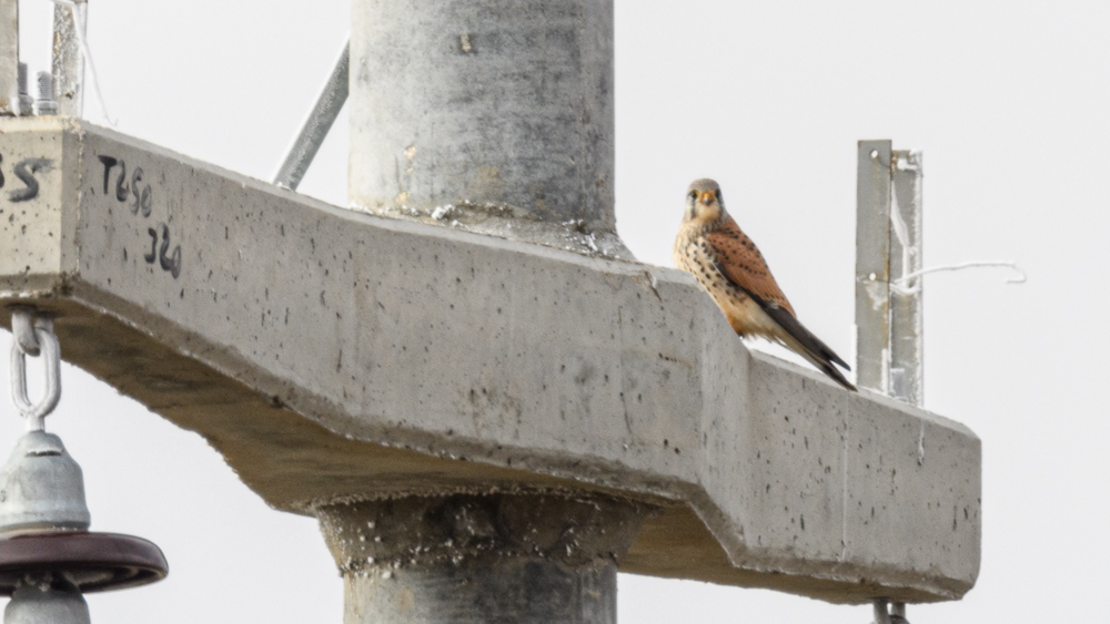 Common Kestrel