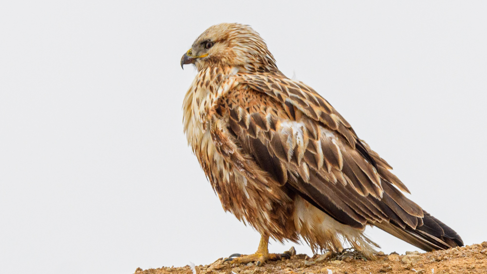 Long-legged Buzzard