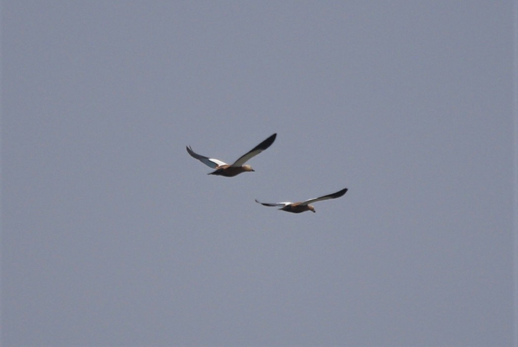 Ruddy Shelduck