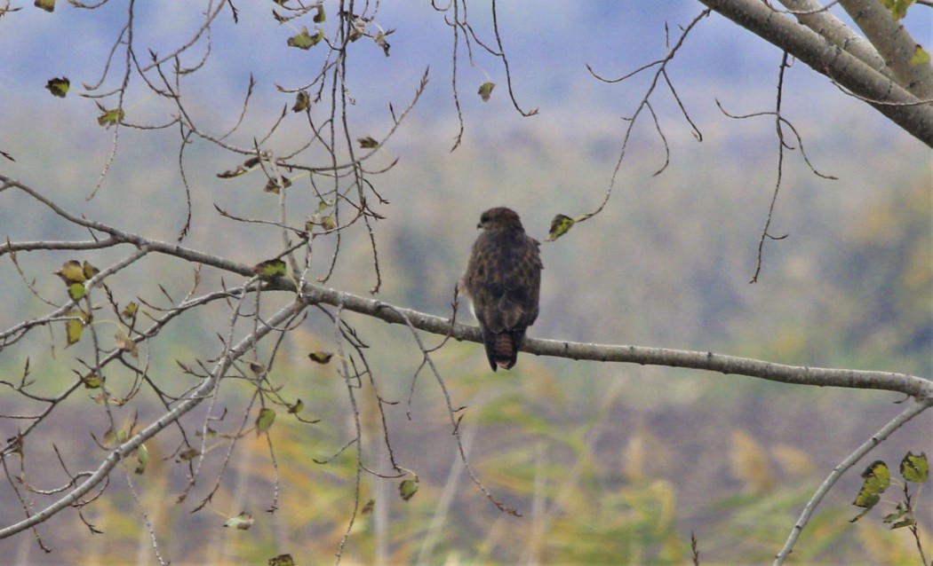 Common Buzzard