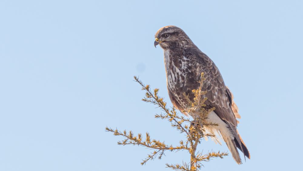 Common Buzzard