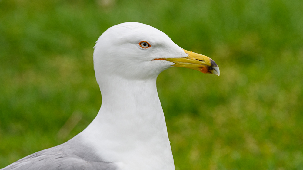 Yellow-legged Gull