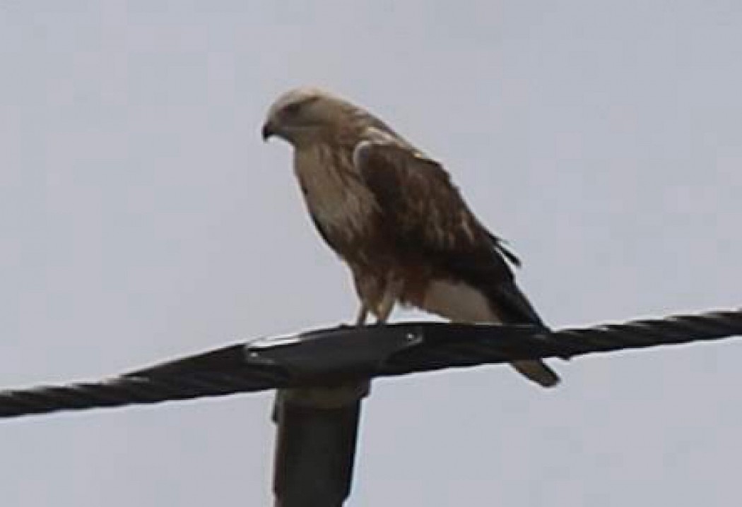 Long-legged Buzzard