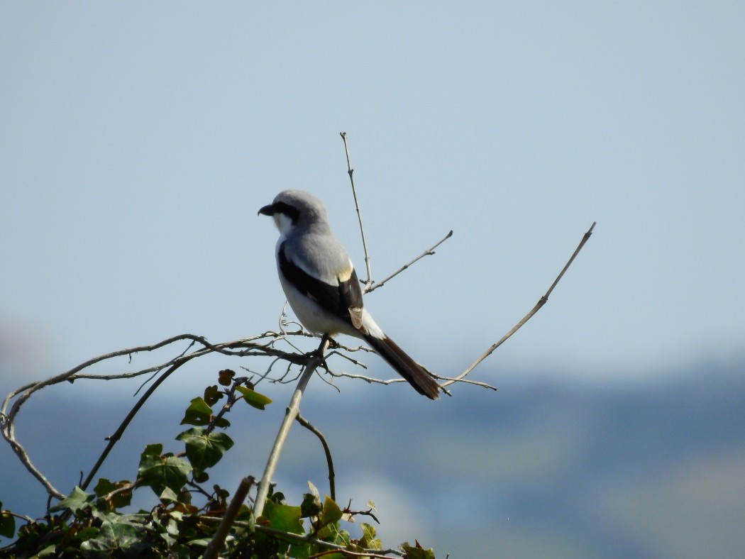 Büyük Örümcekkuşu