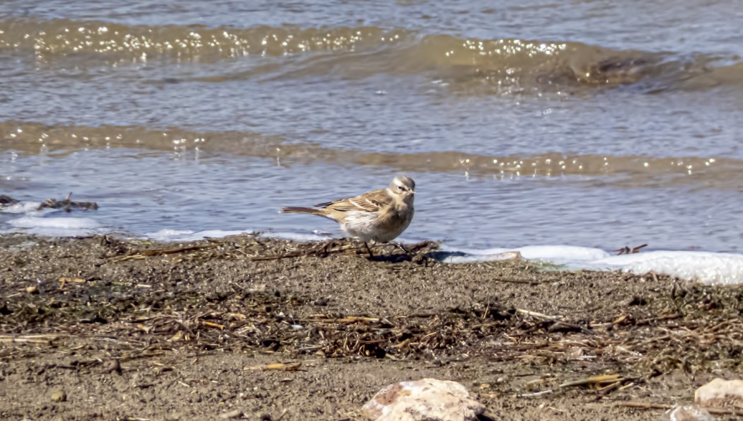 Water Pipit