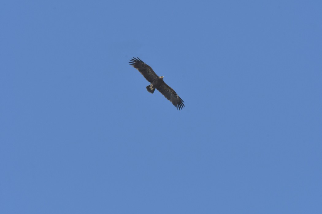 Lesser Spotted Eagle