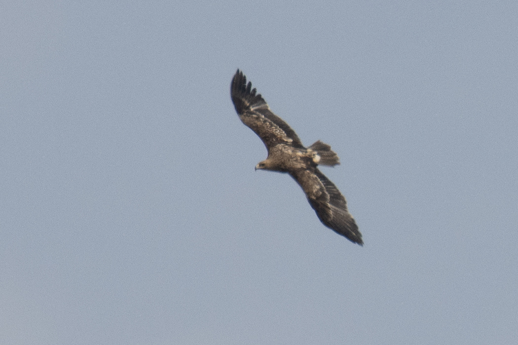 Şah Kartal